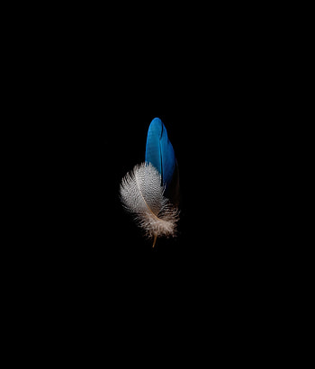 Amoled, bird features, dark HD phone wallpaper