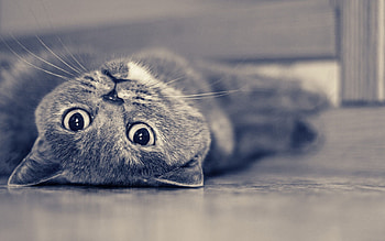 Animals, Cat, To Lie Down, Lie, Muzzle, Sleep, Dream HD wallpaper