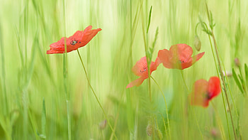 Poppy Season, soft, grass, spring, wild, summer, poppies, green, field, flowers HD wallpaper