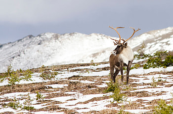 Southern mountain caribou, Conservation science, Conservation efforts, Wildlife protection HD wallpaper