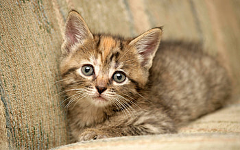 Animals, Kitty, Kitten, To Lie Down, Lie, Nice, Sweetheart, Kid, Tot HD wallpaper