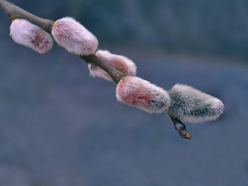 Plants, Flowers HD wallpaper