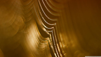 Amber light, bokeh, graphy, , abstract, light, nature, web, spider web, , macro HD wallpaper