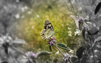 Flowers, Stones, Leaves, Macro, Butterfly HD wallpaper