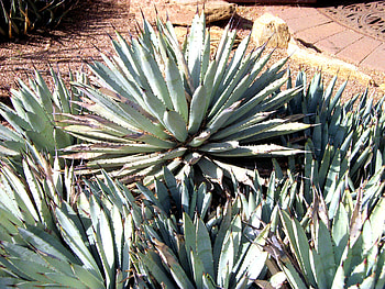 Agave Galore, arizona, phoenix, desert, desert botanical garden, agave HD wallpaper