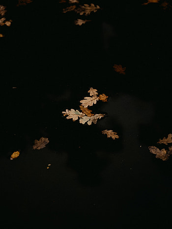Nature, Autumn, Leaves, Puddle HD phone wallpaper