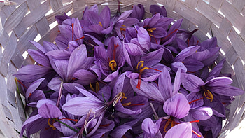Basket, Saffron HD wallpaper