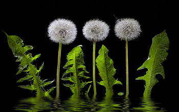 Beautiful Flowers, leaves, flowers, black, reflection HD wallpaper