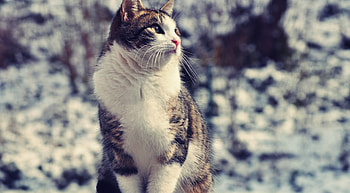 Animals, Sit, Cat, Spotted, Spotty, Thick, Fat HD wallpaper