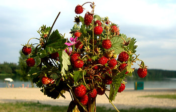 Plants, Food, Strawberry HD wallpaper