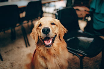 Charming golden retriever dog smiling indoors, showcasing its playful and friendly nature. HD wallpaper