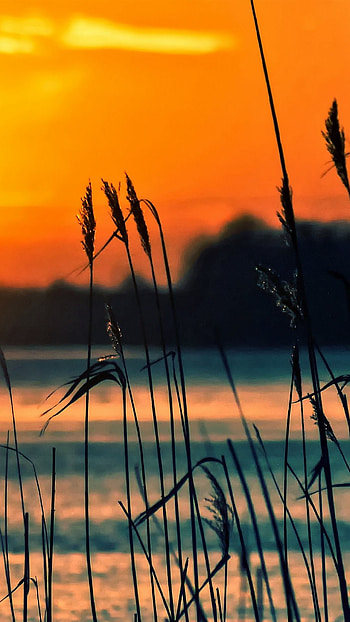 Orange Sky and water, water, orange sky HD phone wallpaper