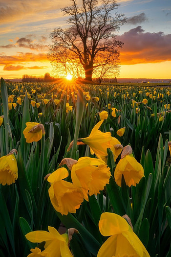 Daffodils under tree, Golden light, Skagit Valley, Spring welcome HD phone wallpaper