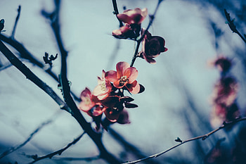 Flowers, Bloom, Flowering, Branch, Spring HD wallpaper