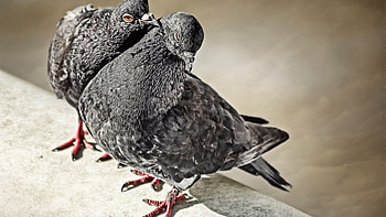 Hayden Backer, Stunning dove, backgrounds, Mesmerizing visuals HD wallpaper
