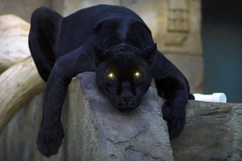 Animals, Dark, To Lie Down, Lie, Predator, Big Cat, Paws, Panther, Dangerous HD wallpaper