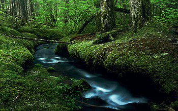Just a mossy creek on Mount Hood, Oregon, trees, water, forest, usa, stones HD wallpaper
