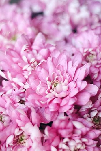 Flowers, Pink, Plant, Macro, Petals HD phone wallpaper