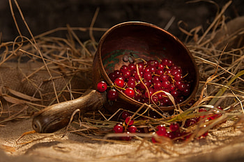 Currants, , Background HD wallpaper