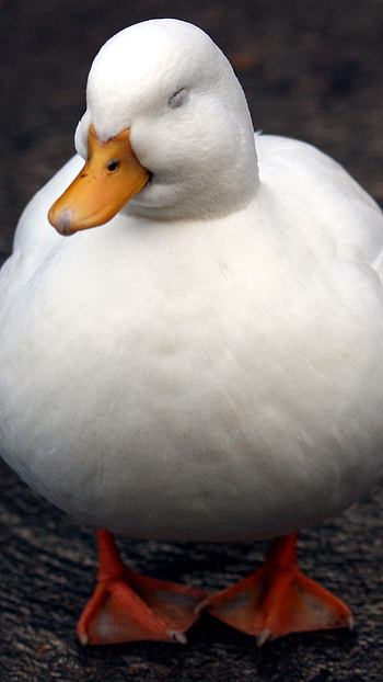 Duck, Adorable White HD phone wallpaper