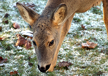 Animals, Grass, Muzzle, Frost, Hoarfrost, Roe Deer, Roe HD wallpaper