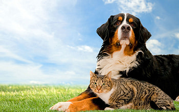 Animals, Nature, Grass, Cat, Dog, Friends HD wallpaper
