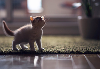 Animals, Kitty, Kitten, Shadow, Sight, Opinion, Mat, Parquet, Rug HD wallpaper