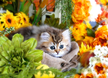 The kitty's flowers, kitten, sweet, florist, kitty, cozy, garden, cute, fluffy, flowers, adorable HD wallpaper