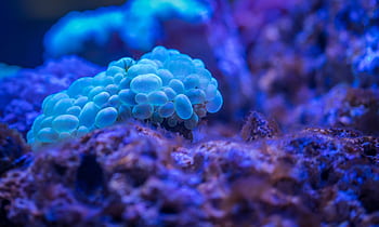 Captivating underwater view of a vibrant coral, showcasing marine life beauty. HD wallpaper