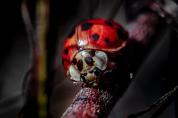 Macro, Blur, Smooth, Insect, Ladybug, Ladybird HD wallpaper