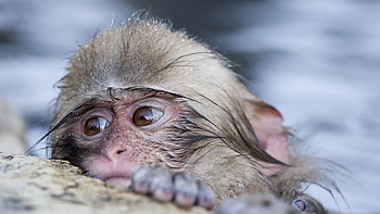 Monkey, animal, face, primate HD wallpaper