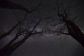 Trees, Stars, Night, Dark, Starry Sky, Branches HD wallpaper