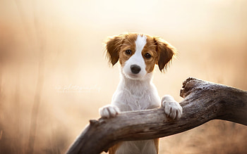 Cute Pup, dog, animal, branch, cute HD wallpaper