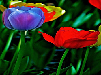 COLOURFULL TULIPS, blue, violet, flower, red, orange HD wallpaper