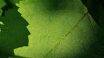 Green Leaf, Macro green leaf, Veins, U HD wallpaper