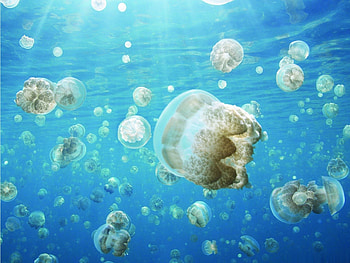 Jellyfish invasion, blue, underwater, jelly fish, water, ocean HD wallpaper