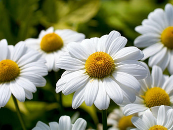 Plants, Flowers, Camomile HD wallpaper