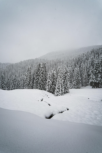 Winter, Nature, Snow, Forest, Spruce, Fir, Snow Covered, Snowbound HD phone wallpaper
