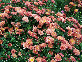 Flowers, Chrysanthemum, Greens, Garden, Lot HD wallpaper
