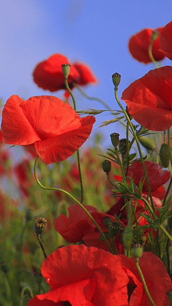 Fiery red poppies, Floral perfection, Beautiful flower displays, Nature's vibrant art HD phone wallpaper