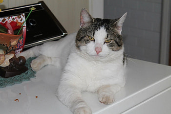 Classic Bandit 1, Funny, Furry, Cats, Feline HD wallpaper