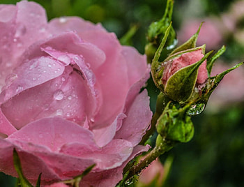 Pink Rose, pink, flowers, buds, roses HD wallpaper