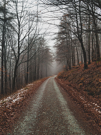 Nature, Trees, Autumn, Park, Path, Foliage HD phone wallpaper