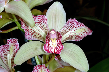 Flowers, Flower, Spotted, Close-Up, Orchid HD wallpaper