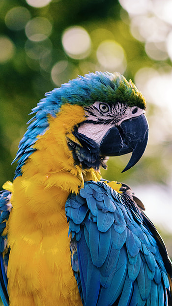 Parrot, Adorable Cute Bird HD phone wallpaper