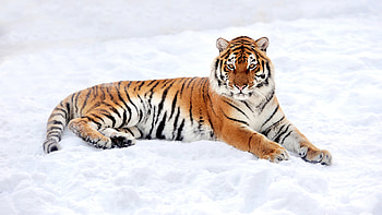 Tiger animals, Winter snow, Depth of field, Resolution id1296580 HD wallpaper