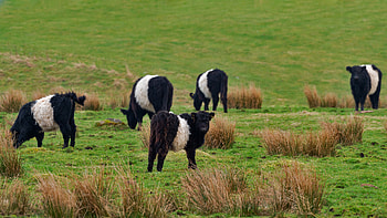 Black-and-white bovines - Belted Galloway cows in Scotland, Animal, cow HD wallpaper