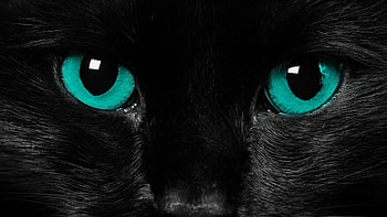 eyes, black cat, close-up HD wallpaper