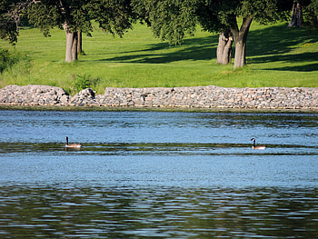 Lake Of Summer, graphy, Summer, Geese, Lake, Nature HD wallpaper