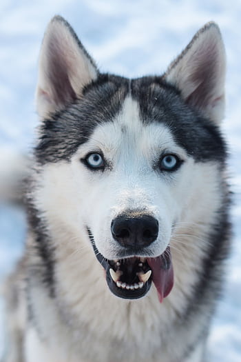 Adorable Siberian Husky with striking blue eyes captured in a snowy winter setting. Perfect for winter and pet-themed content. HD phone wallpaper